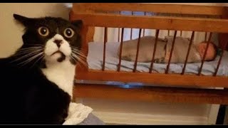 😺 Это чё за фигня 🐈 Видео смешных котов и котят для хорошего настроения 😻 [upl. by Trefler266]