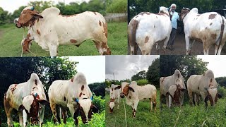 लाल पांढरे बैलांची जोडीA pair of red and white bullocks belonging to farmers [upl. by Tyne]