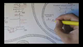 Human Metabolism Map VIII  Ketone Body Production [upl. by Poore53]