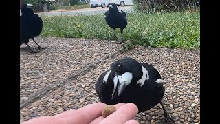 Can I Really Become Friends with Wild Magpies Me and my Magpie Mates No 6 [upl. by Laws]