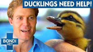 9 Starving Ducklings Hatched On Balcony 🥺 Bondi Vet To The Rescue [upl. by Penoyer]