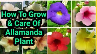 How To Grow amp Care Of Allamanda Plant sanyagardeningvinefloweringplantallamandacare [upl. by Benioff]