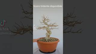 Bonsai di acero tridente disponibile Spedisco in tutta europa bonsai japan bonsaitree garden [upl. by Henrion]