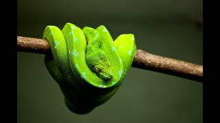 Snake Hissing Sound Effect 1 Hour Animal Sound [upl. by Ahsikad]