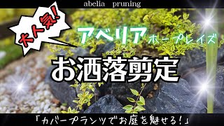 【アベリア】を刈り込まずスッキリ剪定〜毎年の管理がめちゃ楽に！〜 [upl. by Enilarac82]