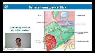 Neuroglia tipos y funciones [upl. by Ferris]