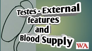 Testes  External Features and blood supply World of Anatomy [upl. by Nede]