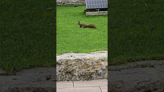 Häschen hüpf 🐇😅🐿😍 süßes Eichhörnchen 🌰🐿❤️ cute [upl. by Gnok821]