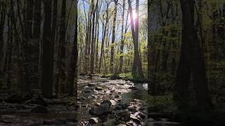 Perfect day and moment at Catoctin Mountain Park hiking nature shorts [upl. by Perkoff]