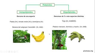 Aneuploides y poliploides Parte2 [upl. by Dawn]