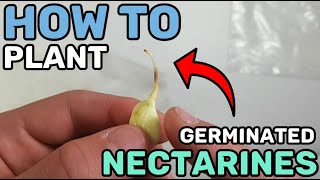 How To Plant Germinated Nectarine Seeds Into Soil [upl. by Nitsud]