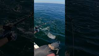 Brutal bluefin tuna action [upl. by Kieran]