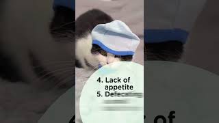 Symptoms of hairballs in cats Cat health Supertailscom shortsindia catlovers [upl. by Hazrit154]