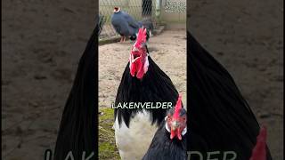 Battle of the crowing roosters With 17 different fancy chicken breeds rooster backyardchickens [upl. by Arres]