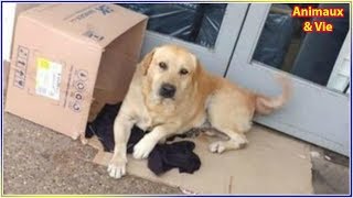 Mourant il demande à voir son chien à l’hôpital La réaction du toutou fait pleurer tout le monde [upl. by Eliath656]