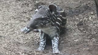 Tapir Nachwuchs  Tapir Calf  Zoo Magdeburg 2019 [upl. by Ehrman810]