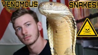 ChandlersWildLife VENOMOUS Snake Tour KING COBRAS MAMBAS amp More [upl. by Lefkowitz]