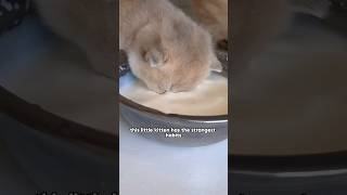 He poops in his food bowl and eats cat litter from the litter boxshorts youtubeshorts shortspay [upl. by Applegate]