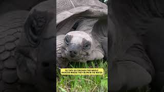 Why Do Tortoises Have Pointy Nose [upl. by Mehcanem]