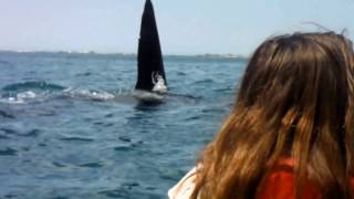 Big Orca Whale cuts in front of Charlotte on a tour with Kaikoura Kayaks NZ [upl. by Yrogreg6]