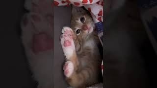 Cute cat👀🤗😻tiktok shorts trending trend cat cats [upl. by Elehcin]