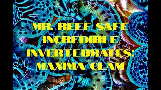 Mr Reef Safe  Incredible Invertebrates Maxima Clam [upl. by Eednac438]