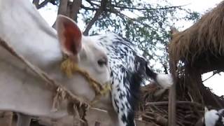 Goat Feeding Milk Cow child [upl. by Flann898]