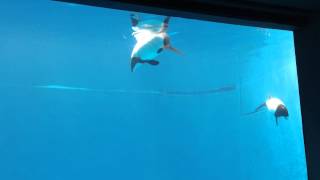 イロワケイルカ 鳥羽水族館 commersons dolphin [upl. by Kersten]