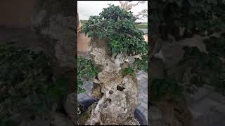 Bonsai serutbonsaibonsaiindonesiapameranbonsaibonsaiserutshortsviralshortsfeedshortvideo [upl. by Immac792]