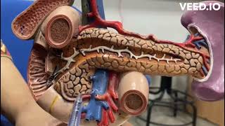 OSPE Pancreas model [upl. by Wolford832]