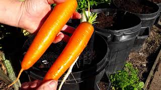 quotParsnip And Carrots Revealquot My Carrots Have Done Very Well In All The Containers 282 [upl. by Buddie51]