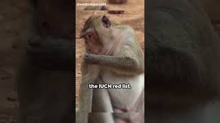 Rhesus Macaque The Expressive Primate gk facts rhesusmacaque viral [upl. by Naimerej]