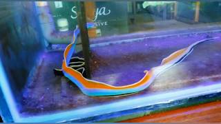 Memelihara Belut Pelangi  Keeeping Blue Ribbon Eel  Rhinomuraena Quaesita [upl. by Hurff3]