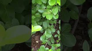 Agnimantha  Premna integrifolia  BAMS  Dravya Guna  Dr Naser Jani M D DG [upl. by Bergen2]