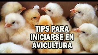 TIPS PARA INICIARSE EN AVICULTURA EXITOSA [upl. by Jaworski817]