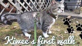 Cat harness training  Kiwee goes into the wild aka backyard [upl. by Parette921]