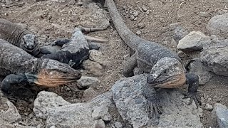 Lagarto Gigante de Gran Canaria 2022 [upl. by Nykal599]