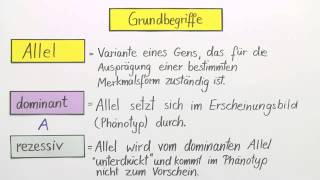 Erbgänge dominantrezessiv intermediär und kodominant  Biologie  Genetik [upl. by Arreic488]