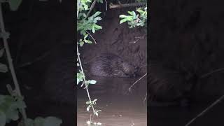 The UK should reintroduce Beavers [upl. by Nee]