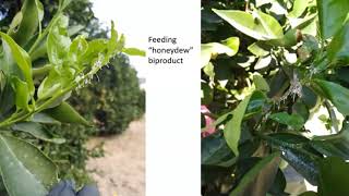 Asian citrus psyllid scouting techniques [upl. by Asilehc]