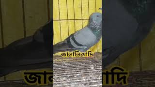 কড়া লাল চোখের জালালি কবুতর jalali kobutor pigeon kobutorer birdspecies birds জালালি kabootar [upl. by Glenn230]