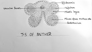 how to draw structure of anther  how to draw ts of anther diagram  anther diagram [upl. by Angle391]