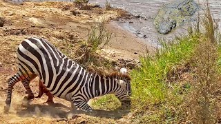 Zebra Slowly Loses Life after Guts are Torn Out [upl. by Ecnerewal349]