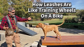 How Leashes Are Like Training Wheels  Dog Training Session Excerpt [upl. by Talie433]