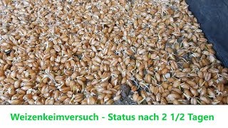 Wachtelfarm 120  Status WeizenkeimVersuch [upl. by Akenot]