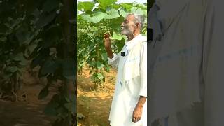 Lauki ki kheti kab karni chahiye  🥒 laukikikheti bottlegourd lauki agriculture farming short [upl. by Firooc]