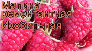 Малина ремонтантная Изобильная rubus idaeus 🌿 обзор как сажать саженцы малины Изобильная [upl. by Neeleuqcaj50]