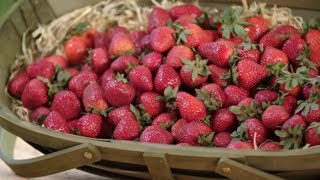 How to Grow Strawberries  Mitre 10 Easy As Garden [upl. by Palladin230]