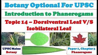 Dorsiventral Leaf vs Isobilateral Leaf Morphological amp Anatomical Difference Monocot amp Dicot Leaf [upl. by Wake63]