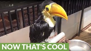 From birth to adult Toco the Toucan grows up [upl. by Kalvn]